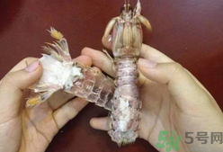 剝蝦神器怎么用？剝蝦神器在哪里買？