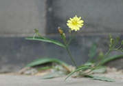 苦菜可以和蔥一起吃嗎？苦菜和蔥一起吃會怎樣？