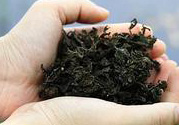 地皮菜是涼性還是熱性?地皮菜是涼性的嗎?