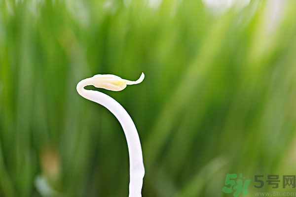 綠豆芽有什么功效？綠豆芽的功效是什么？