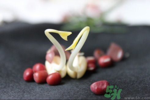 紅豆可以發(fā)豆芽嗎？紅豆芽可以吃嗎？