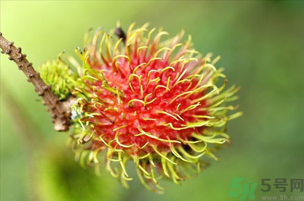 孕婦可以吃紅毛丹嗎？孕婦吃紅毛丹好嗎？