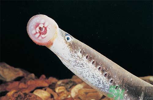 英吸血鬼魚暴增 什么是吸血鬼魚？