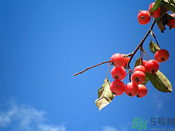 尿酸高能吃山楂嗎？痛風(fēng)能吃山楂嗎？