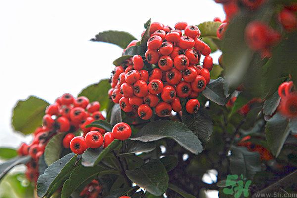 尿酸高能吃山楂嗎？痛風(fēng)能吃山楂嗎？