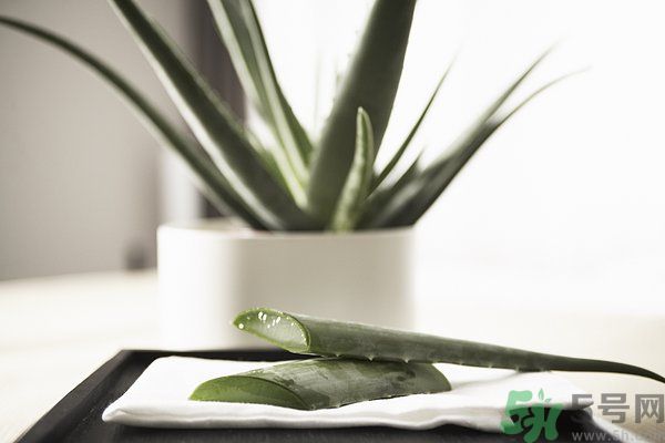 蘆薈怎么做好吃？蘆薈的做法有哪些？