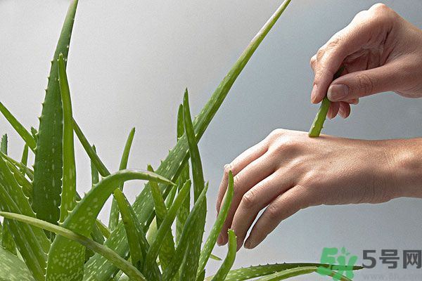 蘆薈是涼性的嗎？蘆薈是涼性還是熱性？