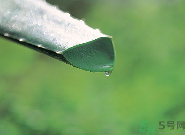 孕婦可以用蘆薈汁搽臉嗎？孕婦可以涂抹蘆薈汁嗎？