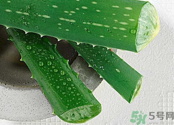 夏天吃蘆薈可以降火嗎？夏天吃蘆薈能清火嗎？