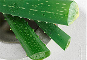 蘆薈是發(fā)物嗎？蘆薈是不是發(fā)物？