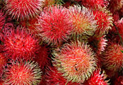 吃紅毛丹上火嗎？吃紅毛丹上火怎么辦？