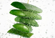 夏天吃蘆薈可以降火嗎？夏天吃蘆薈能清火嗎？