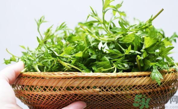 菖蒲是艾葉嗎？菖蒲是什么？
