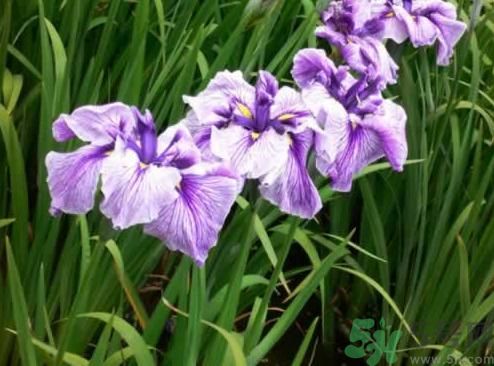 什么樣的菖蒲好？怎樣選購菖蒲？