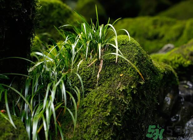 什么樣的菖蒲好？怎樣選購菖蒲？