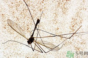 蚊子討厭什么氣味？蚊子討厭什么顏色？