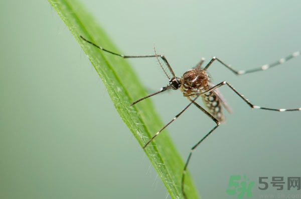 蚊子討厭什么氣味？蚊子討厭什么顏色？