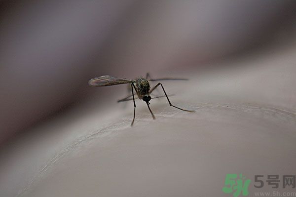 蚊子討厭什么氣味？蚊子討厭什么顏色？