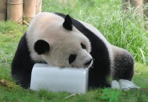 中暑可以吃水果嗎？中暑吃什么水果好？