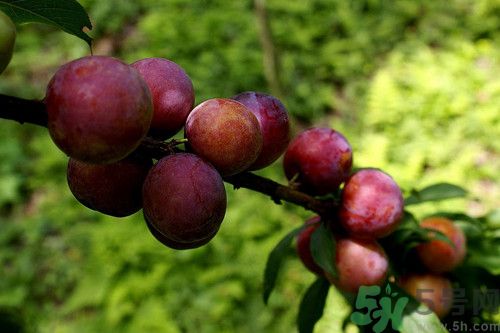 李子沒(méi)熟可以吃嗎?吃沒(méi)熟的李子會(huì)怎么樣