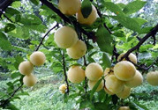 李子沒熟可以吃嗎?吃沒熟的李子會怎么樣
