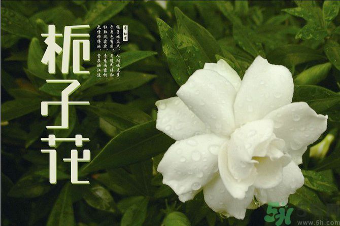 梔子花可以美容嗎？梔子花怎樣美容？
