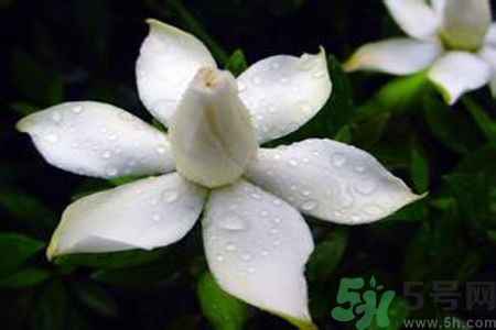 梔子花可以減肥嗎？梔子花怎么減肥？