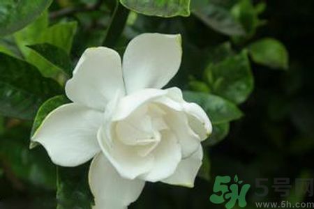 梔子花可以減肥嗎？梔子花怎么減肥？