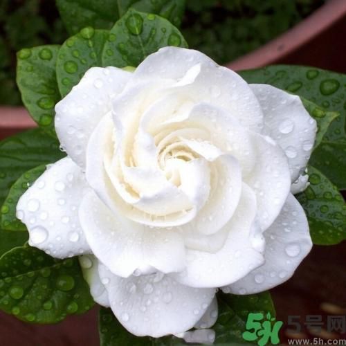 梔子花茶可以補(bǔ)血嗎？貧血可以喝梔子花茶嗎？