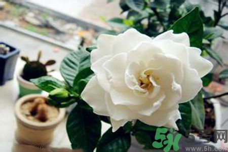梔子花可以降血糖嗎？梔子花茶可以降血糖嗎？