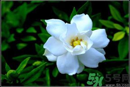 梔子花可以降血糖嗎？梔子花茶可以降血糖嗎？