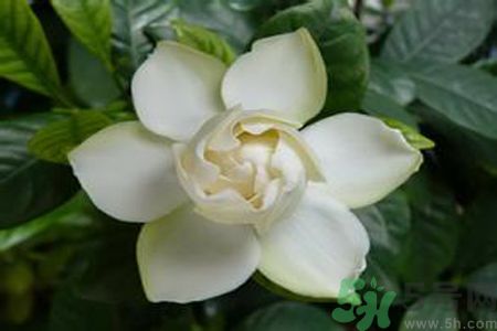 寶寶可以聞梔子花的味道嗎？寶寶聞梔子花的味道好嗎？