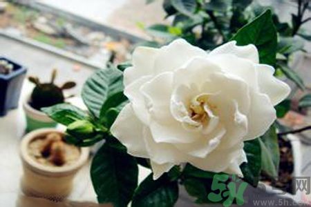 梔子花茶是熱性還是涼性？梔子花茶是涼性的嗎？