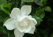 梔子花可以安神嗎？梔子花可以治療失眠嗎？