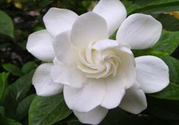 梔子花的葉子為什么會(huì)發(fā)黃？梔子花的葉子發(fā)黃了怎么辦？