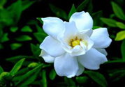 梔子花茶可以降血壓?jiǎn)?？梔子花泡水可以降血壓?jiǎn)幔?><p><strong>梔子花茶可以降血壓?jiǎn)?？梔子花泡水可以降血壓?jiǎn)幔?/strong></p></a></li> </ul>
</div>
<div   id=