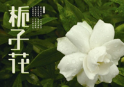 梔子花可以減肥嗎？梔子花怎么減肥？