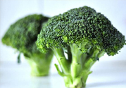 西蘭花是發(fā)物嗎？西蘭花是不是發(fā)物？
