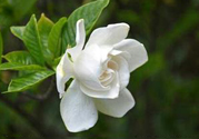 梔子花可以降血糖嗎？梔子花茶可以降血糖嗎？