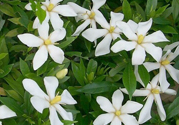 梔子花茶是熱性還是涼性？梔子花茶是涼性的嗎？