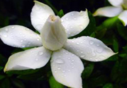 梔子花茶可以補血嗎？貧血可以喝梔子花茶嗎？