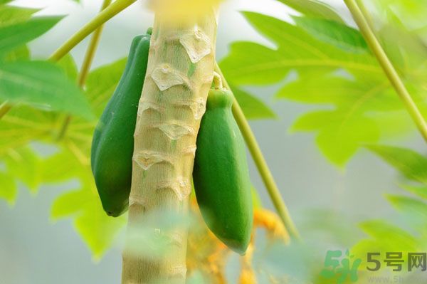 木瓜是水果還是蔬菜？青木瓜是水果嗎？