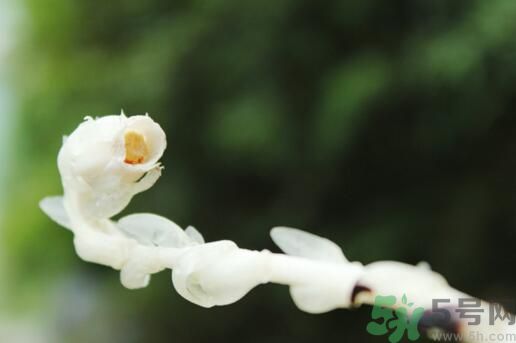 死亡之花可以吃嗎？死亡之花吃了會(huì)中毒嗎？