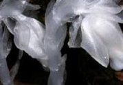 陜西發(fā)現(xiàn)死亡之花 水晶蘭為什么叫死亡之花？
