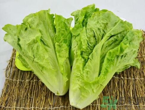 吃生菜會(huì)長斑嗎？吃生菜會(huì)造成長斑嗎？