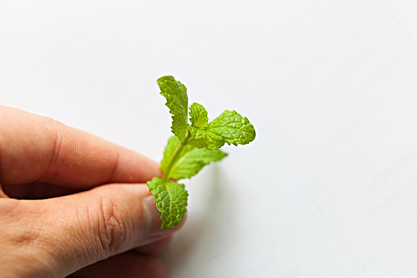 薄荷能治蕁麻疹嗎？蕁麻疹喝薄荷茶有用嗎？