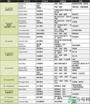 薄荷能美白嗎？薄荷的功效與作用