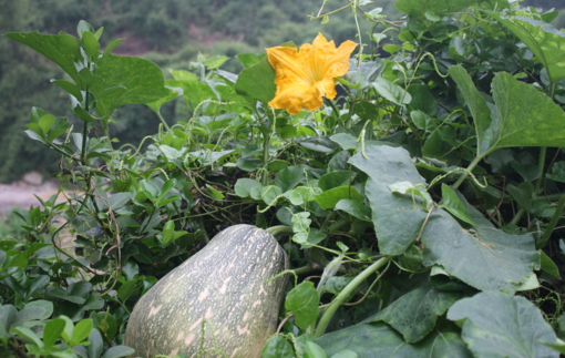 南瓜吃了皮膚會(huì)變黃嗎？吃南瓜對皮膚有什么影響？