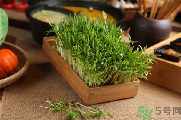 空心菜是菠菜嗎？空心菜是不是菠菜？