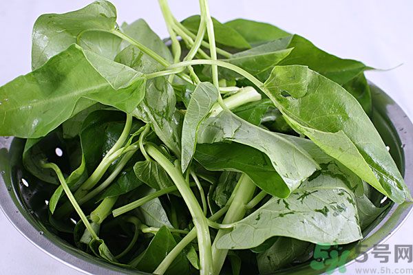 空心菜是菠菜嗎？空心菜是不是菠菜？